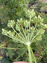 Laserpitium gallicum