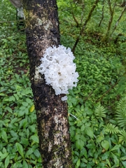 Tremella