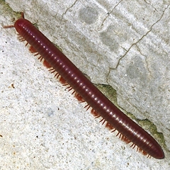 Trigoniulus corallinus