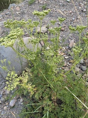 Laserpitium gallicum