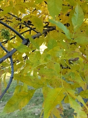 Fraxinus pennsylvanica
