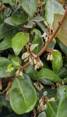 Elaeagnus reflexa