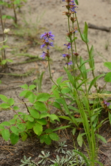 Penstemon procerus