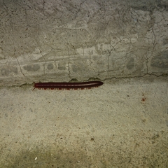 Trigoniulus corallinus