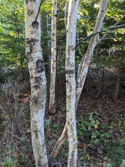 Betula cordifolia