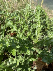 Cirsium