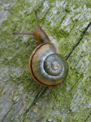 Cepaea