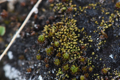 Conostomum tetragonum