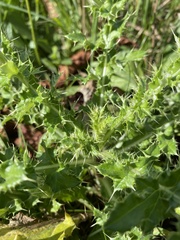 Cirsium