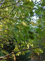 Betula cordifolia