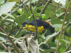 Euphonia anneae