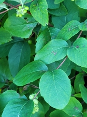 Symphoricarpos occidentalis
