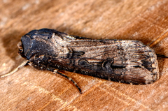 Agrotis ipsilon