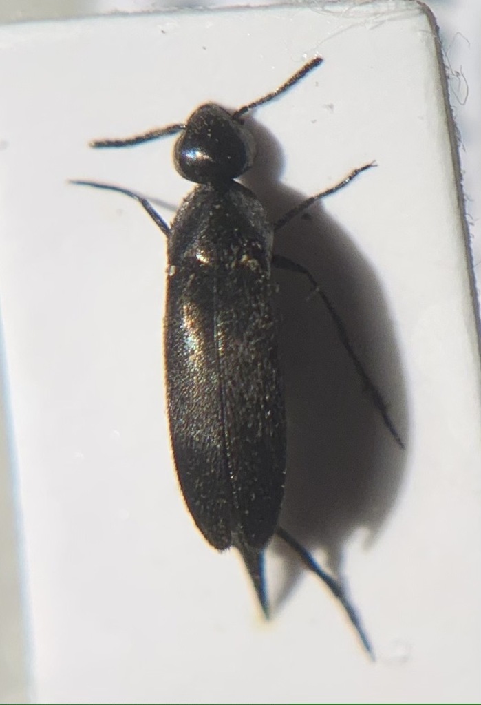 Mordellistena thuringiaca