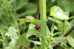 Chelymorpha cribraria