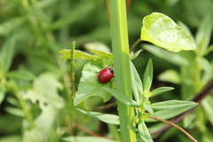 Chelymorpha cribraria
