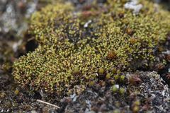 Conostomum tetragonum
