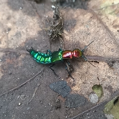 Phanolinus pretiosus