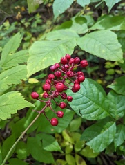 Actaea × ludovicii