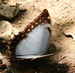 Morpho theseus