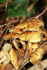 Pholiota lucifera