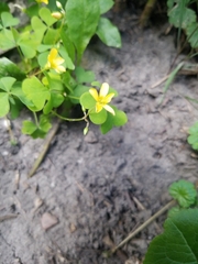 Oxalis stricta