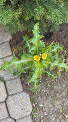 Sonchus asper