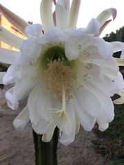 Trichocereus spachianus