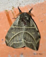 Austrolippa cruenta