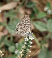 Leptotes pirithous