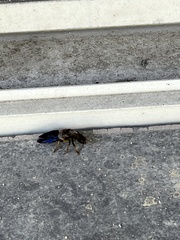 Platydracus maculosus