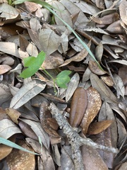 Cnidoscolus stimulosus