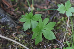 Ranunculus eschscholtzii