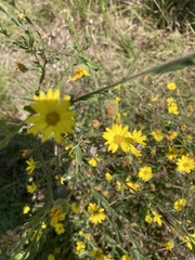 Bradburia pilosa
