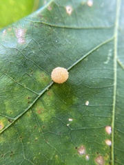 Acraspis pezomachoides