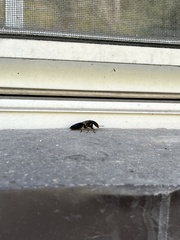 Platydracus maculosus