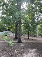 Fraxinus americana