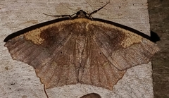 Paragonia cruraria