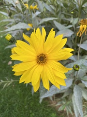 Helianthus giganteus