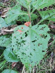 Smallanthus pyramidalis