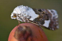 Acontia lucida
