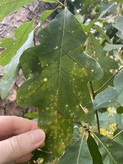 Acraspis pezomachoides