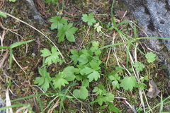 Ranunculus eschscholtzii