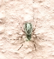 Drapetisca socialis