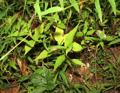 Persicaria posumbu