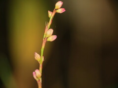 Persicaria posumbu