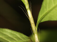 Persicaria posumbu