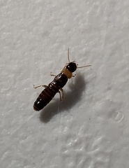 Kalotermes flavicollis