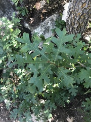 Quercus gambelii