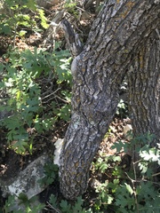 Quercus gambelii